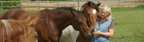 Veterinär Physiotherapie für Pferde